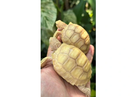 Baby sulcata tortoises for sale - 2/2
