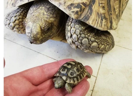 Baby Loepard tortoises for sale - 1/3