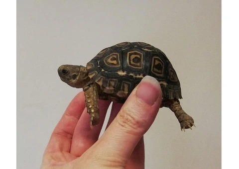 Baby Loepard tortoises for sale - 2/3