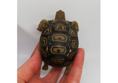 Baby Loepard tortoises for sale - 3/3