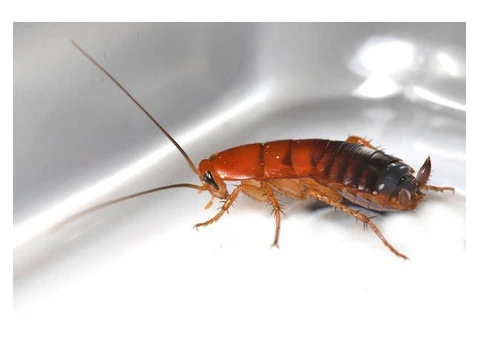 Protect Your Health: Effective German Cockroach Control Solutions