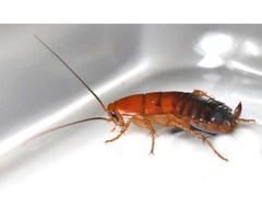 Protect Your Health: Effective German Cockroach Control Solutions