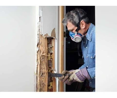 Termite Removal Adelaide