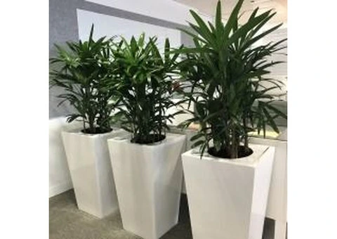 Maximizing Productivity with Indoor Plant Rentals in Melbourne