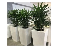 Maximizing Productivity with Indoor Plant Rentals in Melbourne