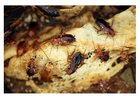 Cockroach Control Brisbane