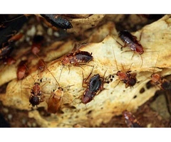 Cockroach Control Brisbane