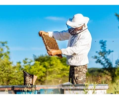 Benefits of Italian Honey Bees: What are Italian Honey Bees?