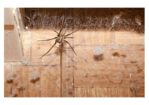 Top-Rated Spider Killers: Choosing the Best Insecticide for Your Needs