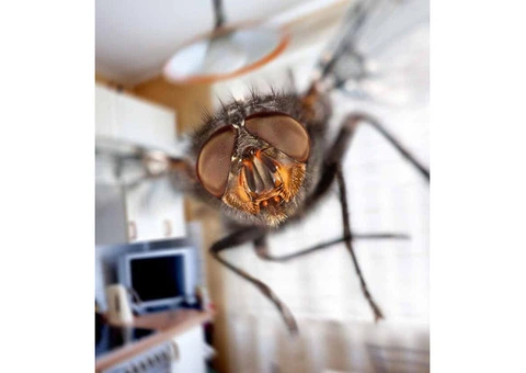 Fly Pest Control Adelaide