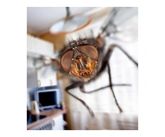 Fly Pest Control Adelaide