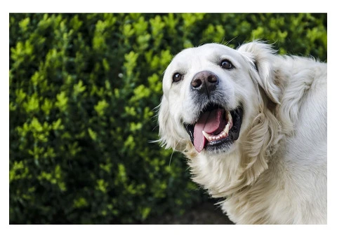 Canine Wellness: Unleash the Power of Natural Probiotics for Dogs