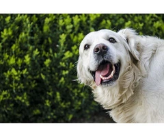 Canine Wellness: Unleash the Power of Natural Probiotics for Dogs