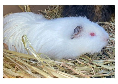 Top Benefits of Children's Exposure to Living Things from Early Learning Centre Gosnells