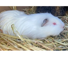 Top Benefits of Children's Exposure to Living Things from Early Learning Centre Gosnells