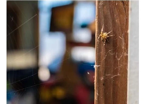Spider Pest Control Brisbane