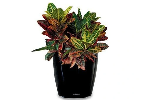 Melbourne Indoor Plant Shopping: The Ultimate Guide for Plant Parents