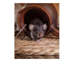 Mice Removal Canberra