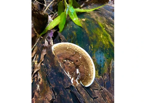 Revitalize Your Body at Acupuncturist Clinic in Gerringong - 3/4