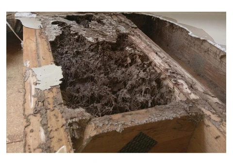 Shield Your Home from Termites – Introducing Chemical Termite Barriers!