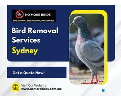 Bird Removal Services Sydney