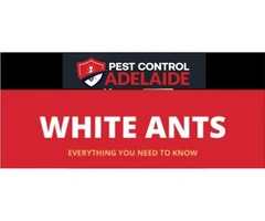 White Ant Treatment Adelaide – Safe, Effective, and Affordable