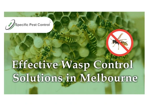 Safe and Effective Wasp Nest Removal in Melbourne