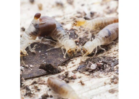 Termite Treatment Perth