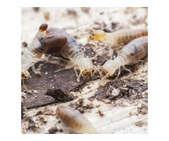 Termite Treatment Perth