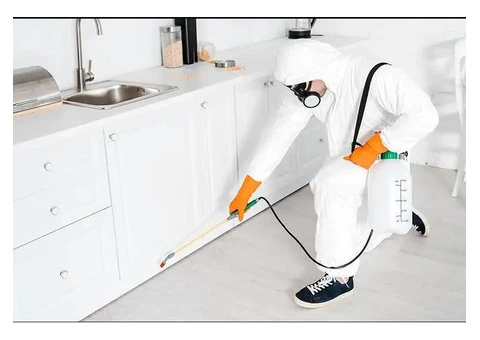 Drywood Termites Sydney