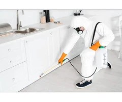 Drywood Termites Sydney