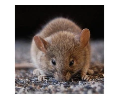 Rodent Control Perth