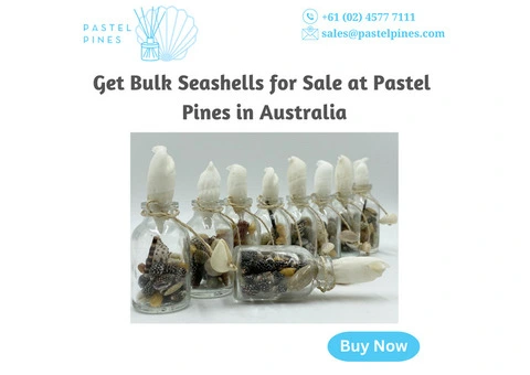 Get Bulk Seashells for Sale at Pastel Pines in Australia