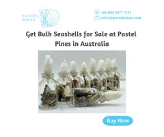 Get Bulk Seashells for Sale at Pastel Pines in Australia