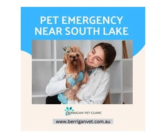Pet Emergency Near South Lake | Berrigan Vet Clinic