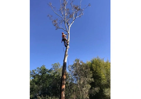 Tree Service Near Me