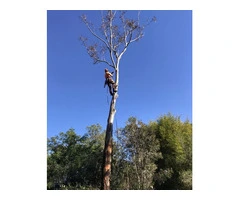 Tree Service Near Me