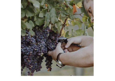 Wine Club Membership - Hirsch Hill