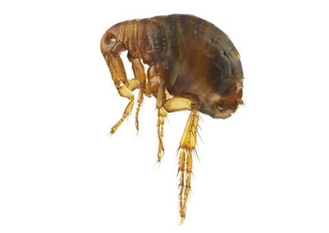 Fly Control Perth