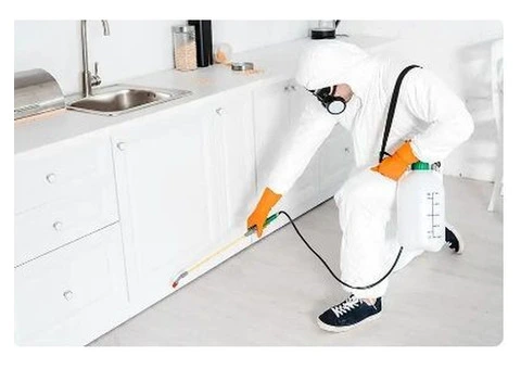 Get Rid of Ants