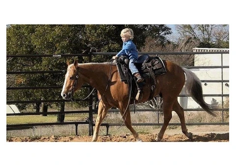 Beginner Quarter Horse For Family - 1/3