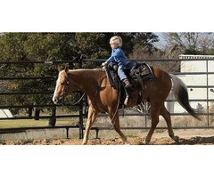 Beginner Quarter Horse For Family