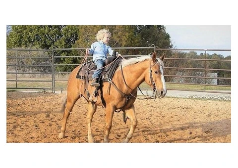 Beginner Quarter Horse For Family - 3/3
