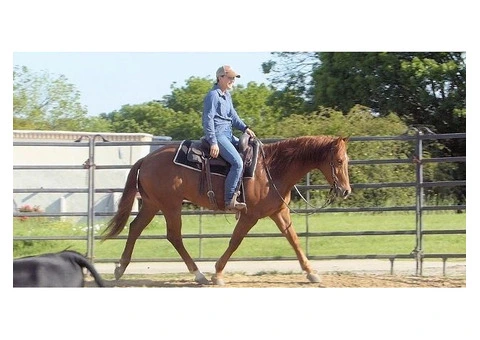 Smooth Maxi Quarter Horse Gelding 8 years - 1/3