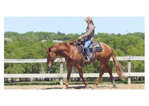 Smooth Maxi Quarter Horse Gelding 8 years - 2/3