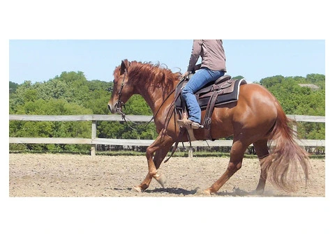 Smooth Maxi Quarter Horse Gelding 8 years - 3/3