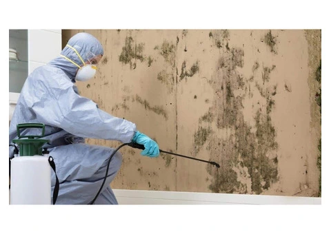 Professional Mould Removal Services in Melbourne