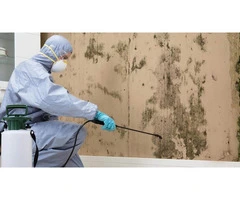 Professional Mould Removal Services in Melbourne
