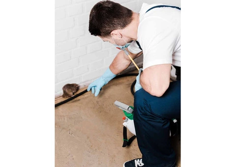 Mice Removal Adelaide