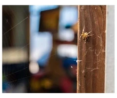 Spider Pest Control Brisbane